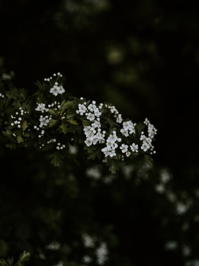 白花绿叶植物的浅聚焦摄影